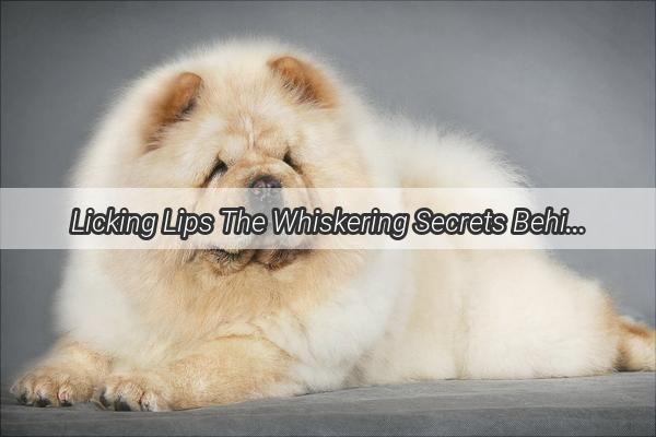 Licking Lips The Whiskering Secrets Behind Your Dogs Social Greeting